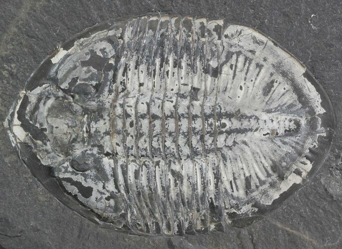 Pseudogygites Trilobite - Ontario #42797